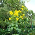 Silphium perfoliatum